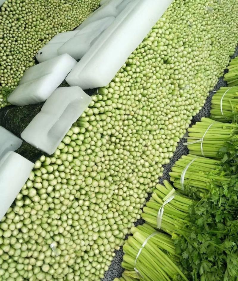 芹菜大量有货，产地直供，代发全国各大市场，对接各大商超