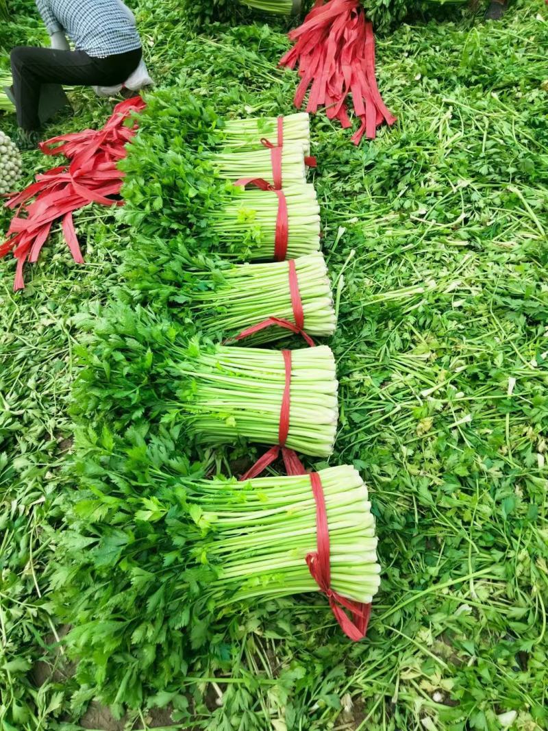芹菜大量有货，产地直供，代发全国各大市场，对接各大商超