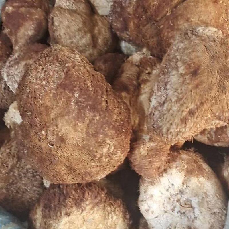 精品猴头菇，黑龙江产地发货，质量保证货源充，欢迎电联下单