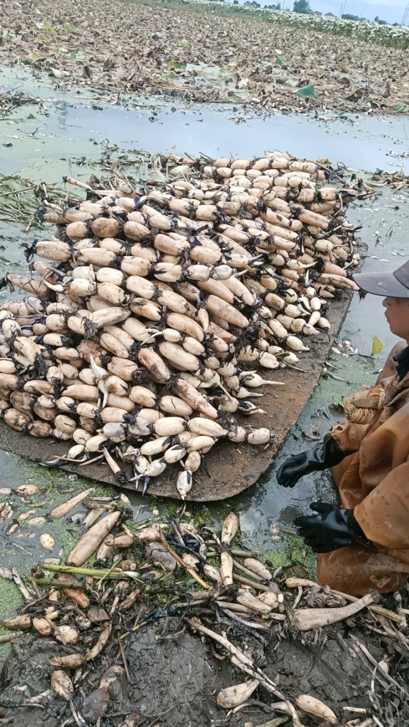 精品大地红，条型好看颜色白，长期供货