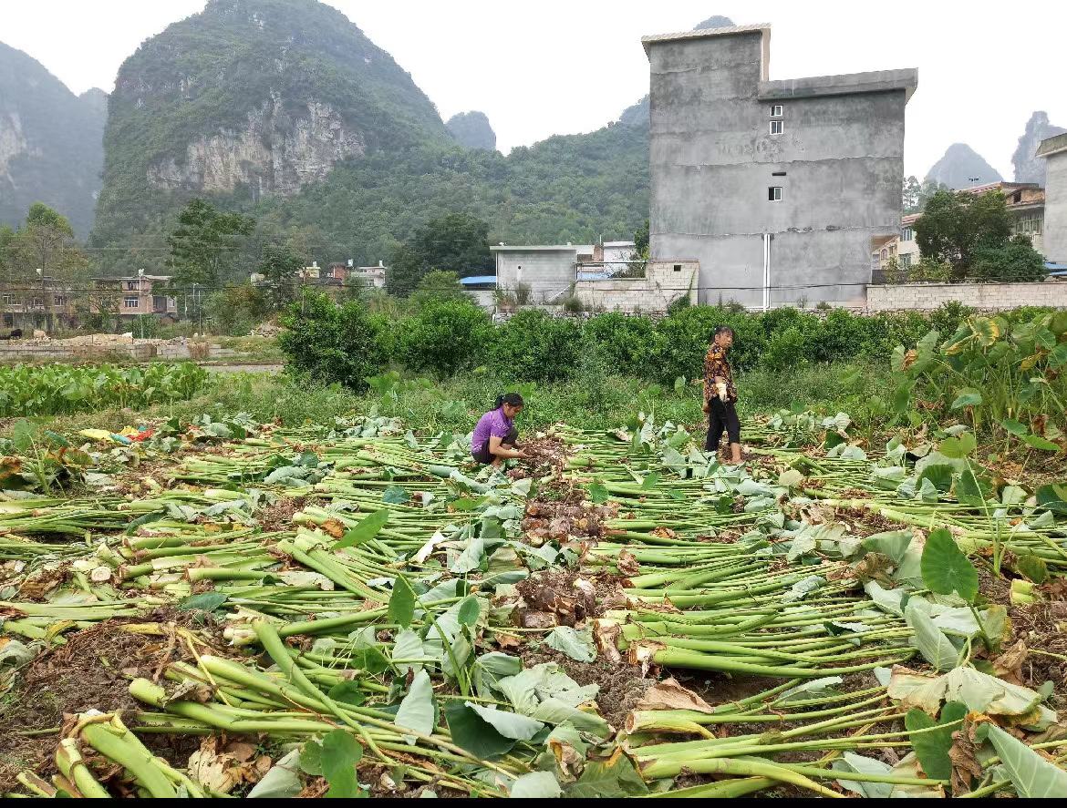 香芋采收后在阳光下晾晒,准备入库储存 香芋采收后晾晒场景