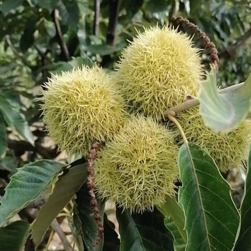 河北青龙板栗炒栗种大粒，产地直供量大从优