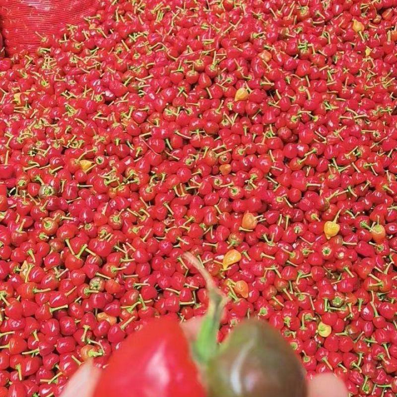 草莓椒灯笼椒
