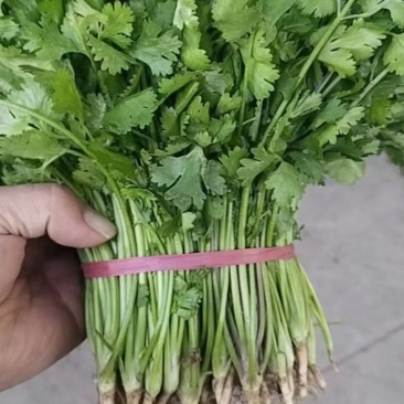 大叶香菜