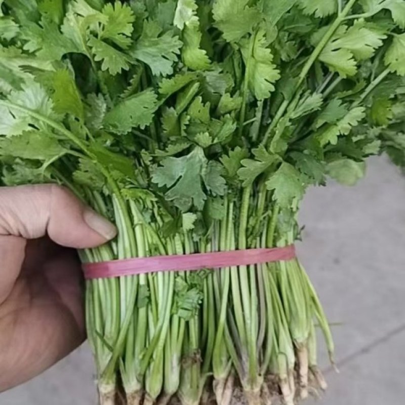 大叶香菜