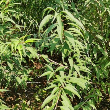 营养杯山桃苗地径一公分以上地径二公分以上地径三公分以上