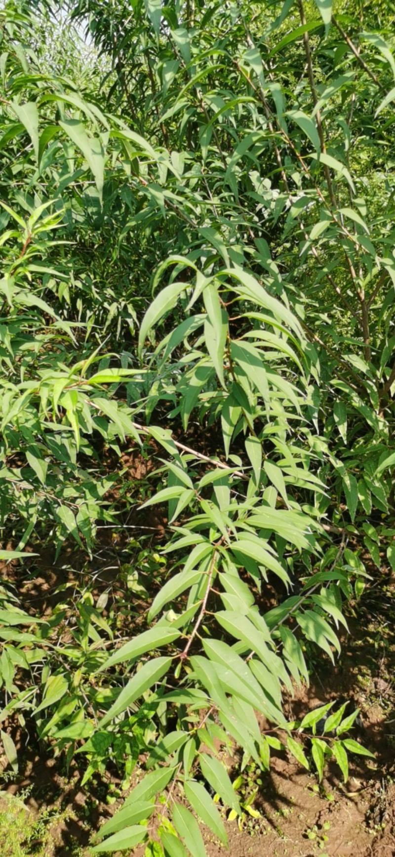 营养杯山桃苗地径一公分以上地径二公分以上地径三公分以上