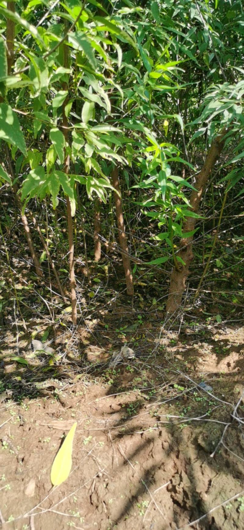 营养杯山桃苗地径一公分以上地径二公分以上地径三公分以上
