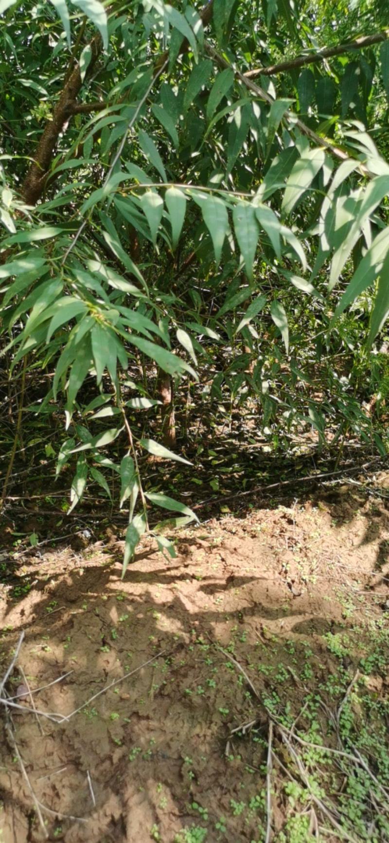 营养杯山桃苗地径一公分以上地径二公分以上地径三公分以上