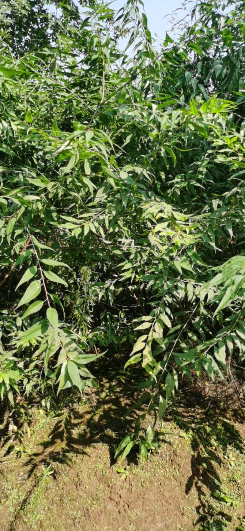营养杯山桃苗地径一公分以上地径二公分以上地径三公分以上