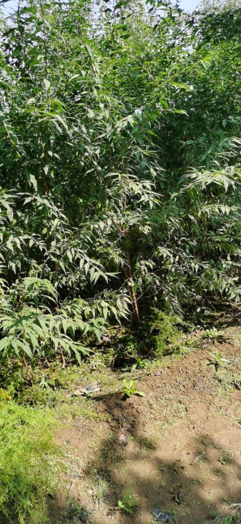 营养杯山桃苗地径一公分以上地径二公分以上地径三公分以上