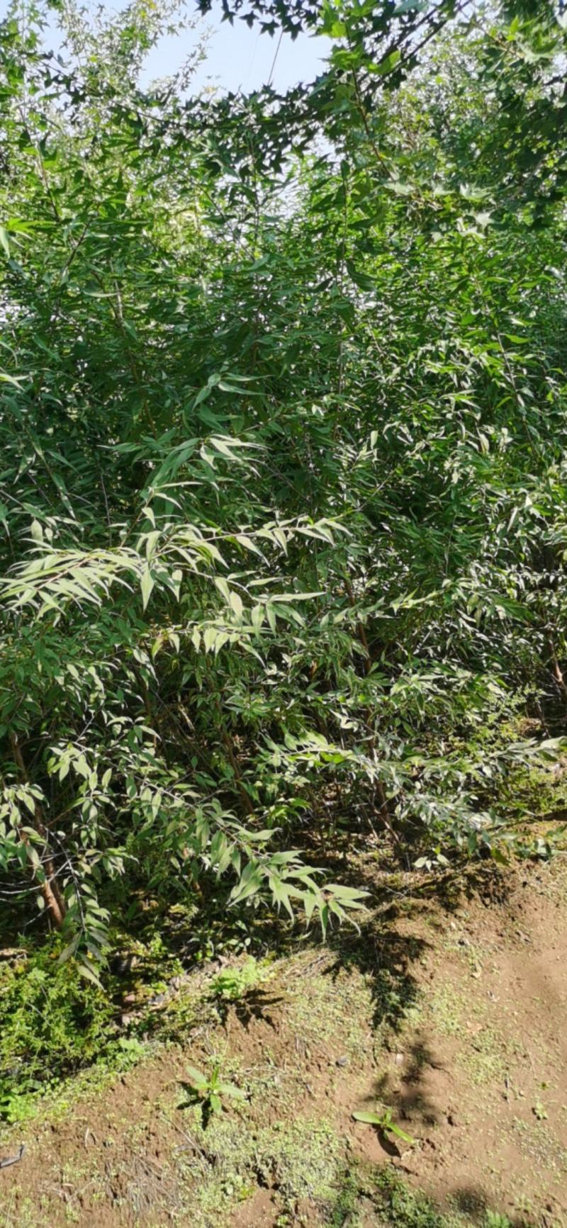 营养杯山桃苗地径一公分以上地径二公分以上地径三公分以上