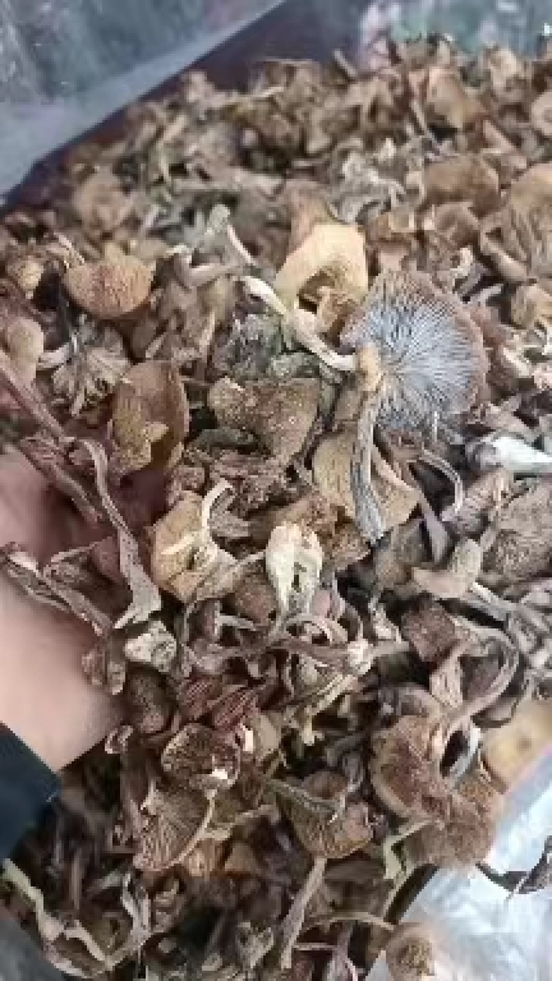 黑龙江精品榛蘑大量上市产地发货质量保证欢迎来电咨询
