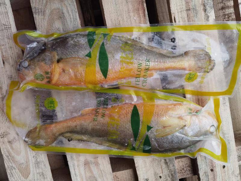 优质条冻大黄鱼，各种规格，自产自销，物美价廉