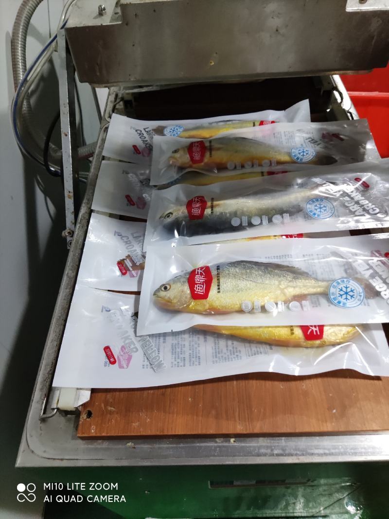 优质条冻大黄鱼，各种规格，自产自销，物美价廉