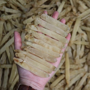 特级精选北海沙虫干360头白净的特大条厚肉很多干度特好不