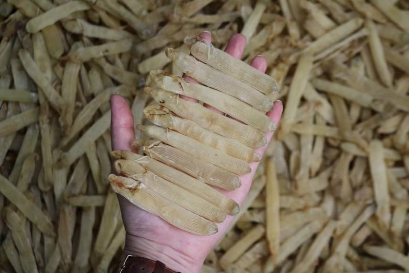 特级精选北海沙虫干360头白净的特大条厚肉很多干度特好不