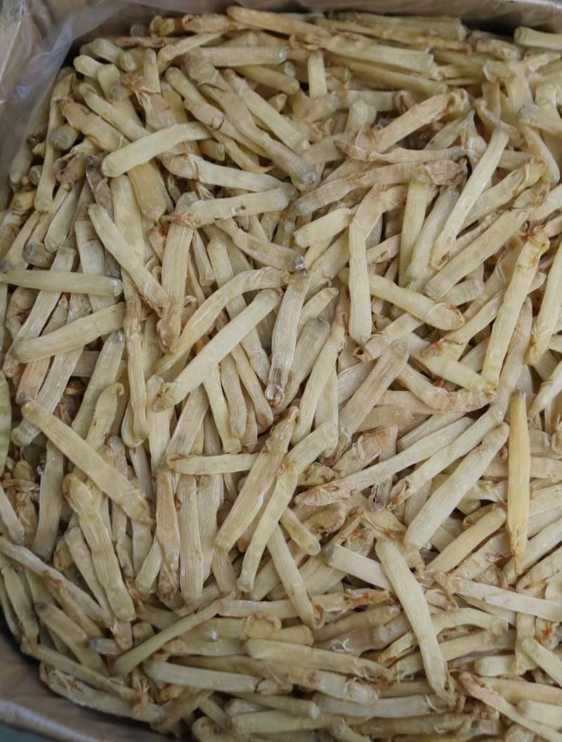 特级精选北海沙虫干360头白净的特大条厚肉很多干度特好不