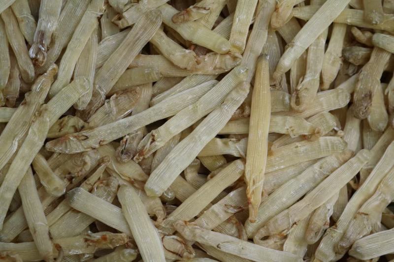 特级精选北海沙虫干360头白净的特大条厚肉很多干度特好不
