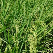 优质水稻基地种植货源充足品质保证欢迎选购