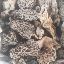 药食同源，羊肚菌
