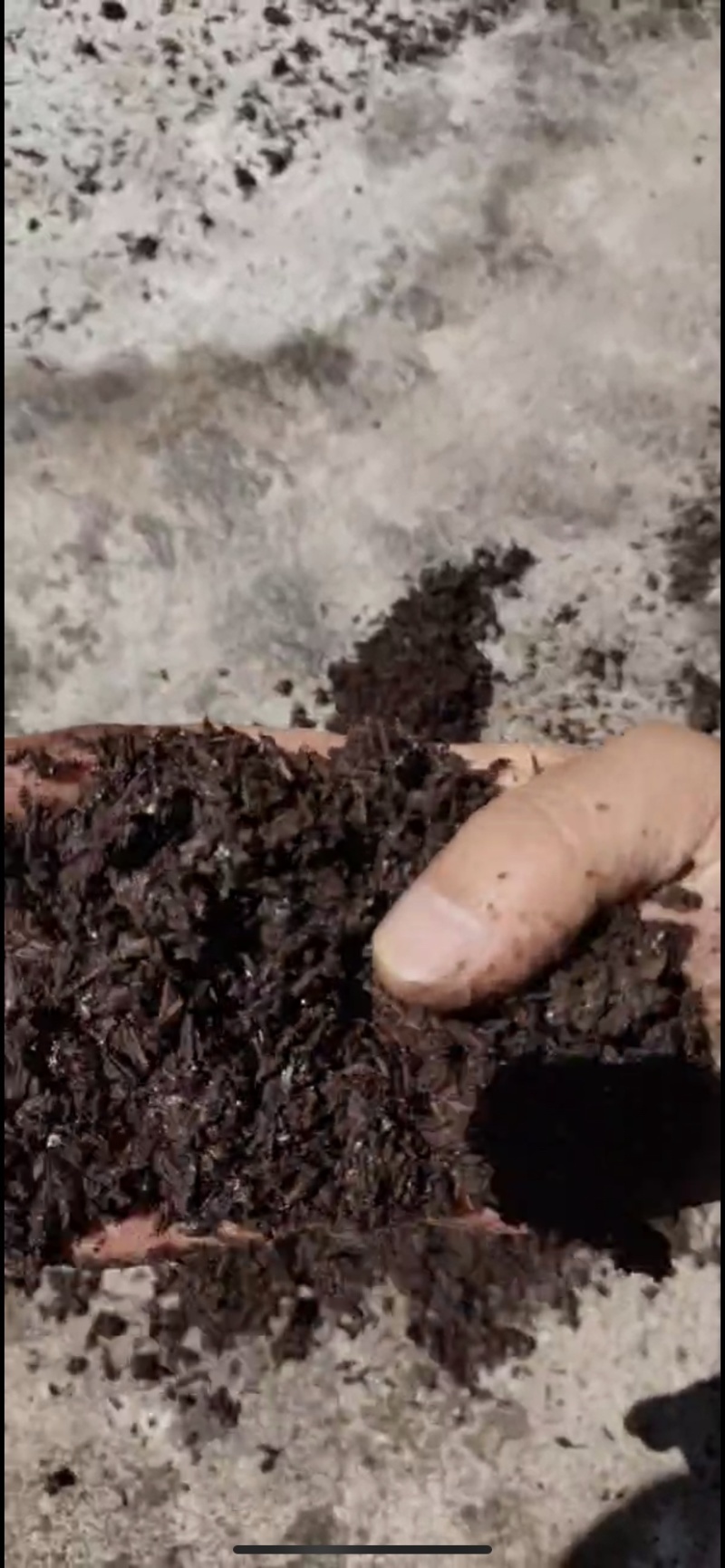 酱香白酒糟-养殖户饲料厂大量现货-欢迎咨询