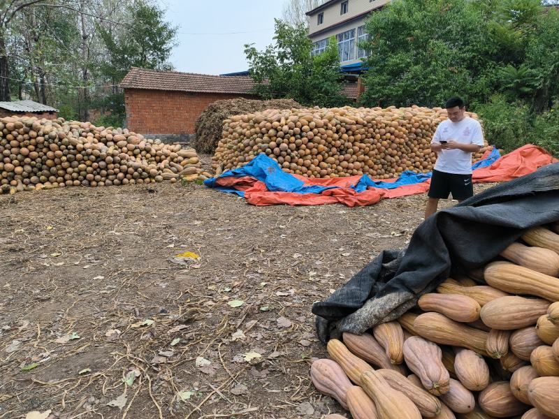 金韩密本，全黄南瓜，产地大量供应，量大优惠