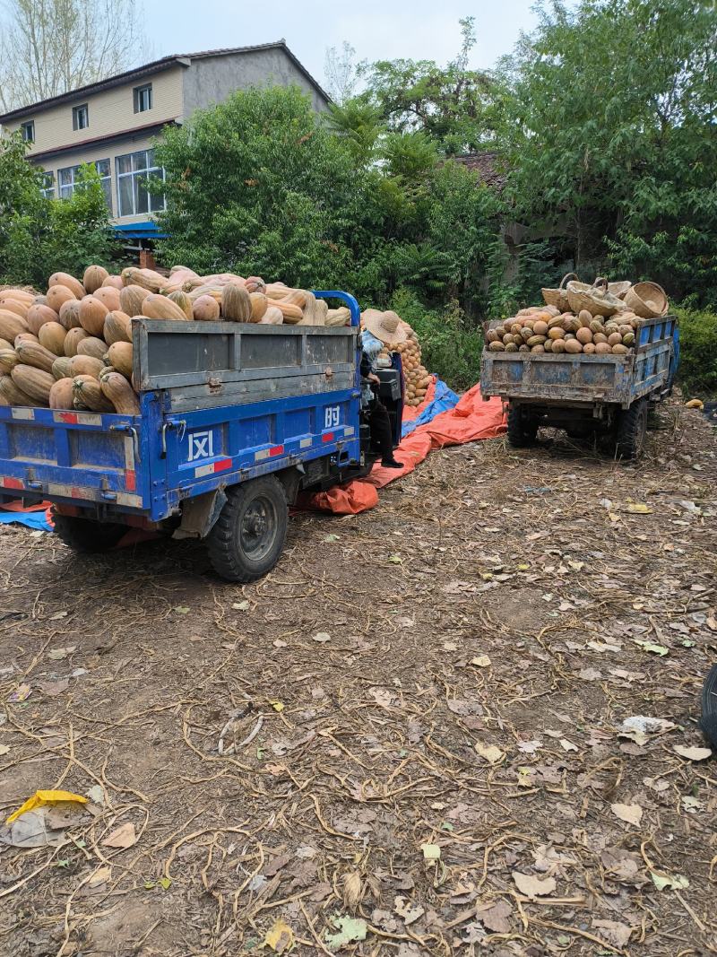 金韩密本，全黄南瓜，产地大量供应，量大优惠