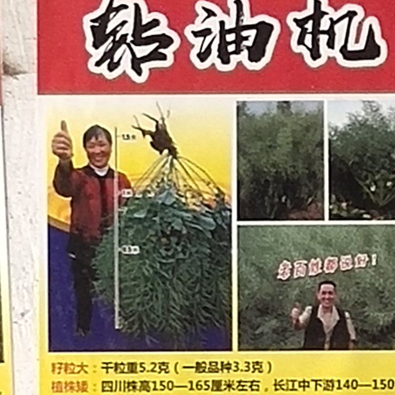 砖油机杂交油菜种子，枝多英密，不窜枝易收割生育期213天