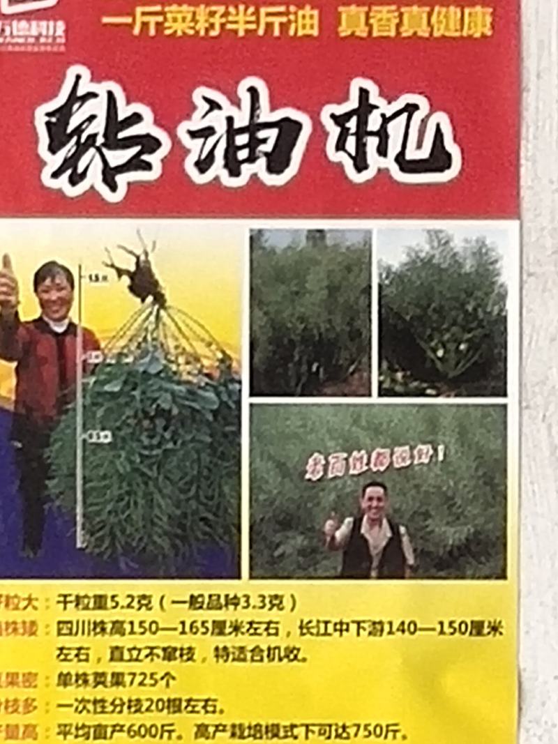 砖油机杂交油菜种子，枝多英密，不窜枝易收割生育期213天