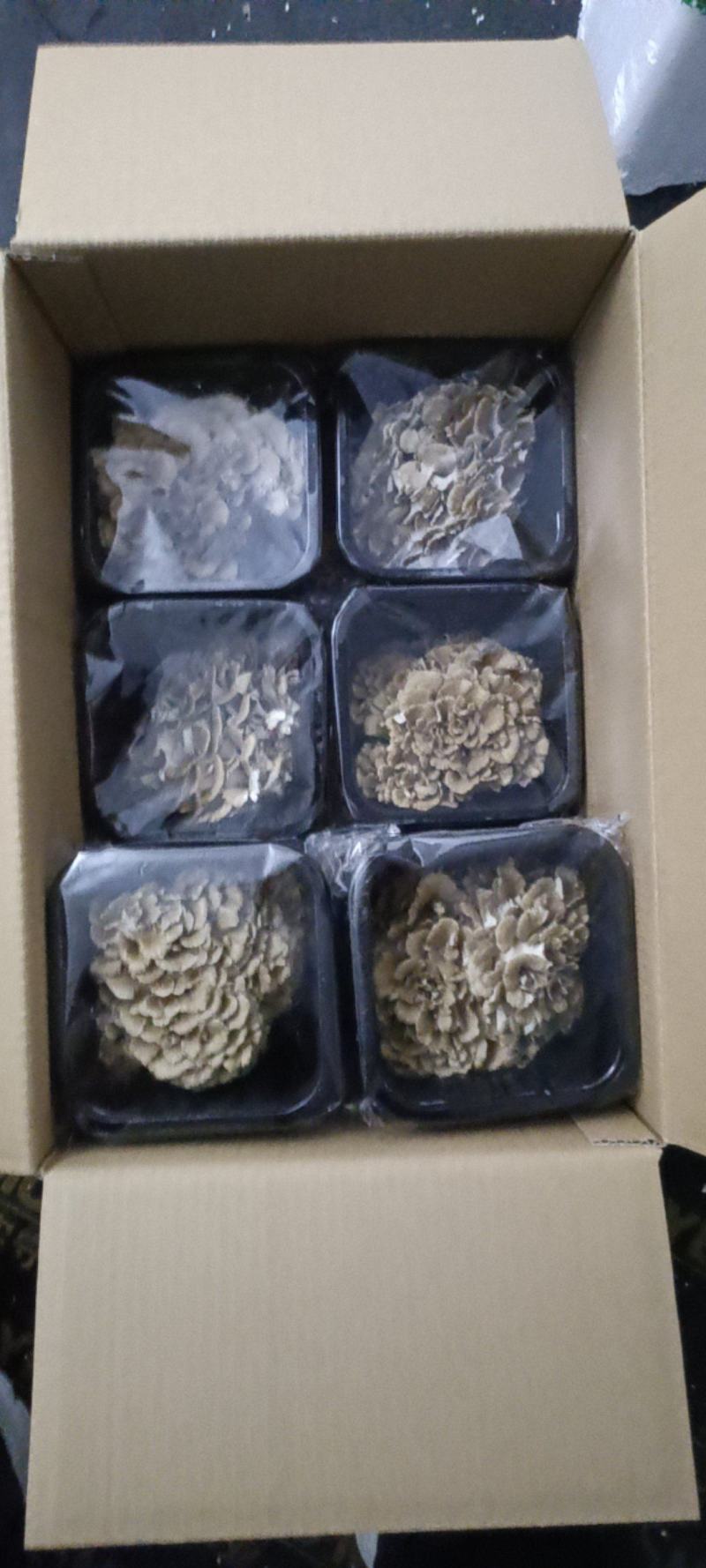 舞茸灰树花高营养价值对身体有益鲜品