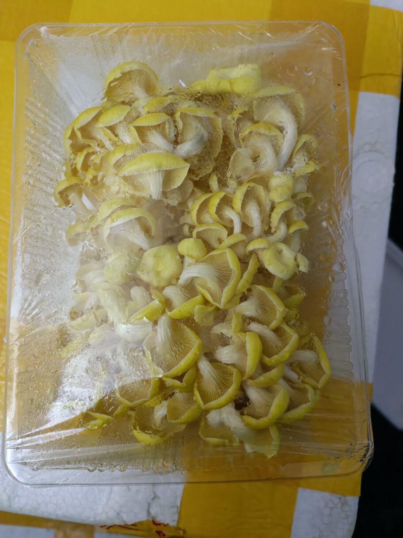 富硒榆黄蘑鸡油菌催嫩爽口使用菌鲜菌