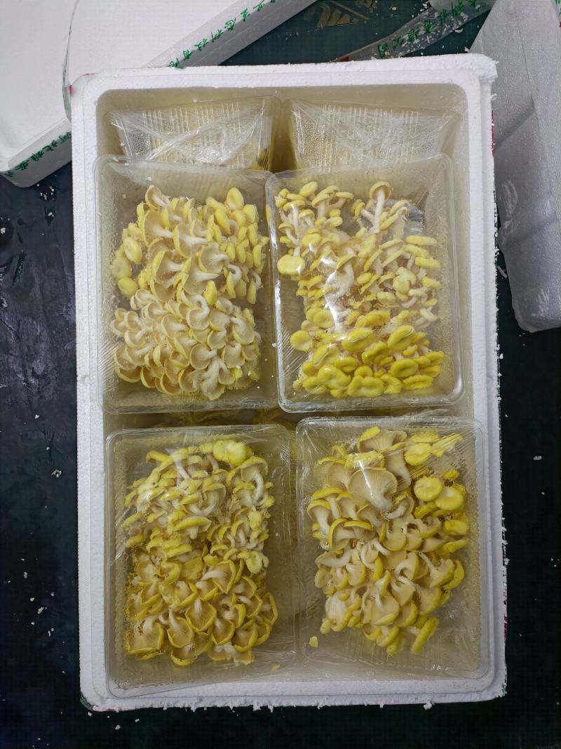 富硒榆黄蘑鸡油菌催嫩爽口使用菌鲜菌