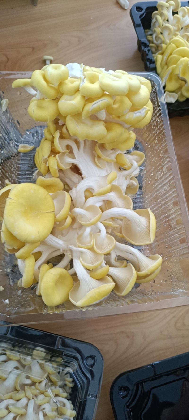 富硒榆黄蘑鸡油菌催嫩爽口使用菌鲜菌