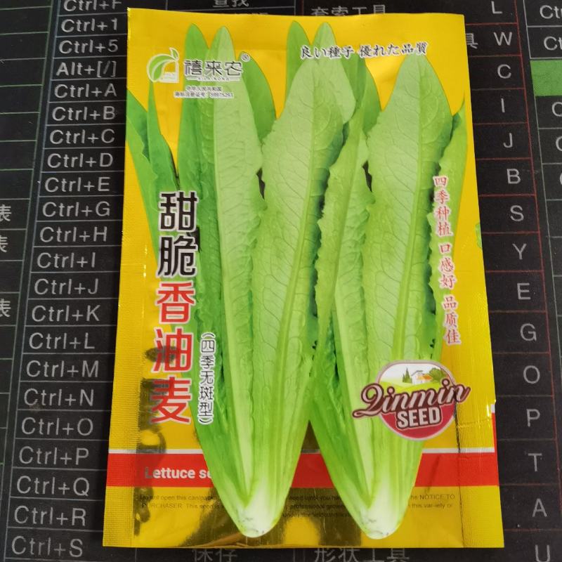 莴笋苗甜脆香油麦菜种子清香无斑油麦菜种子四季播种盆栽