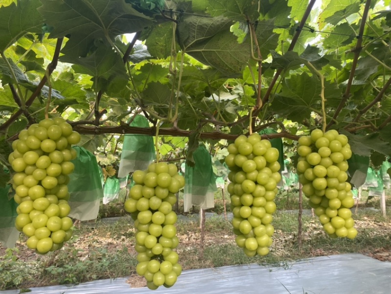 精品阳光玫瑰葡萄一手货源对接全国市场商超可视频看货
