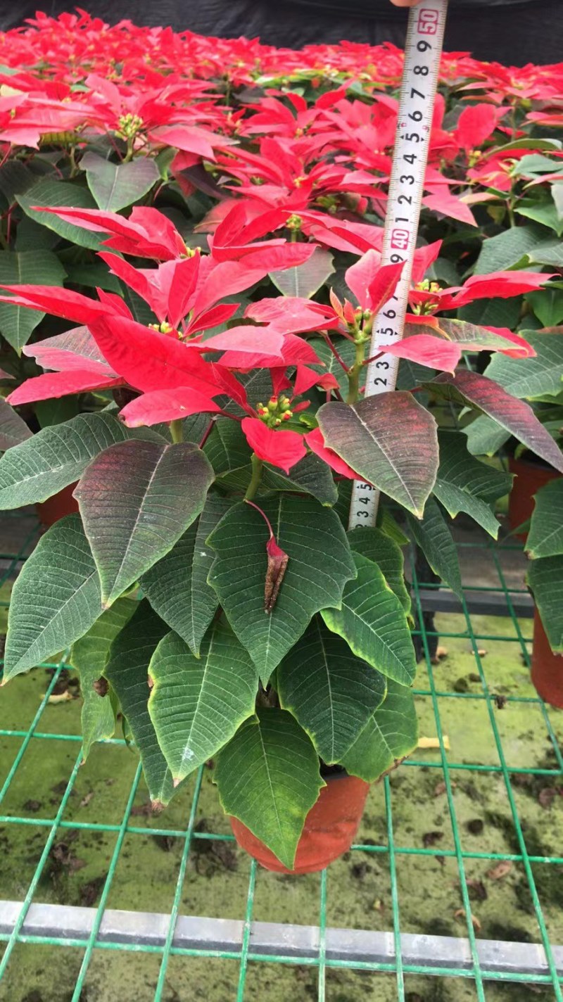 一品红双色杯花市花卉品相好的一品红盆花郫县天鹅绒