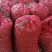 山楂打浆果开始了要货的联系