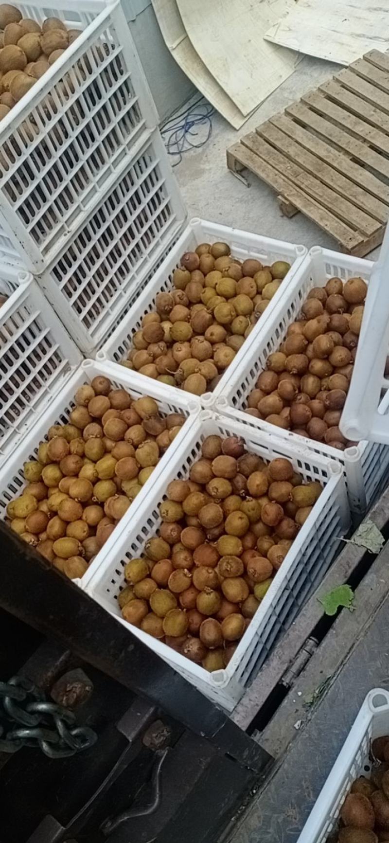 优质徐香小果徐香二级果各个规格现已大量上市，