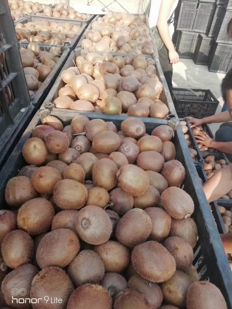 优质徐香小果徐香二级果各个规格现已大量上市，
