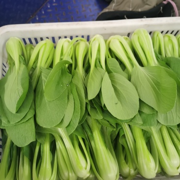 青根油菜上海青产地直发新鲜现货欢迎来电咨询