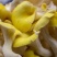 富硒榆黄蘑鸡油菌催嫩爽口使用菌鲜菌