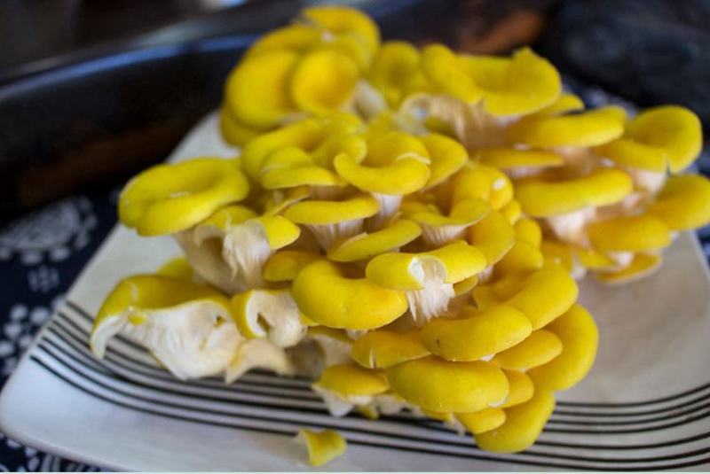 富硒榆黄蘑鸡油菌催嫩爽口使用菌鲜菌
