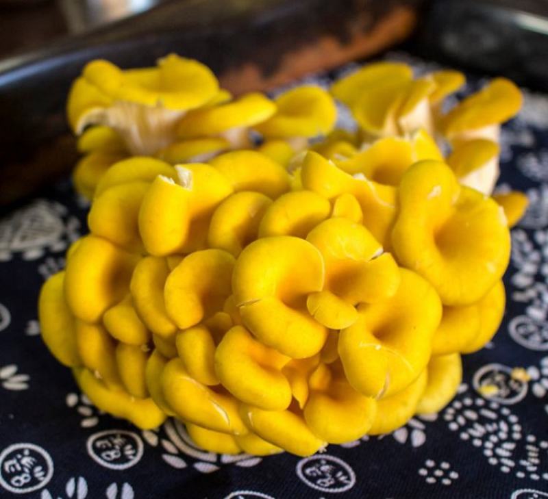 富硒榆黄蘑鸡油菌催嫩爽口使用菌鲜菌