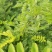 刺槐苗，1米以上，点5公分以上的，1年刺槐树苗