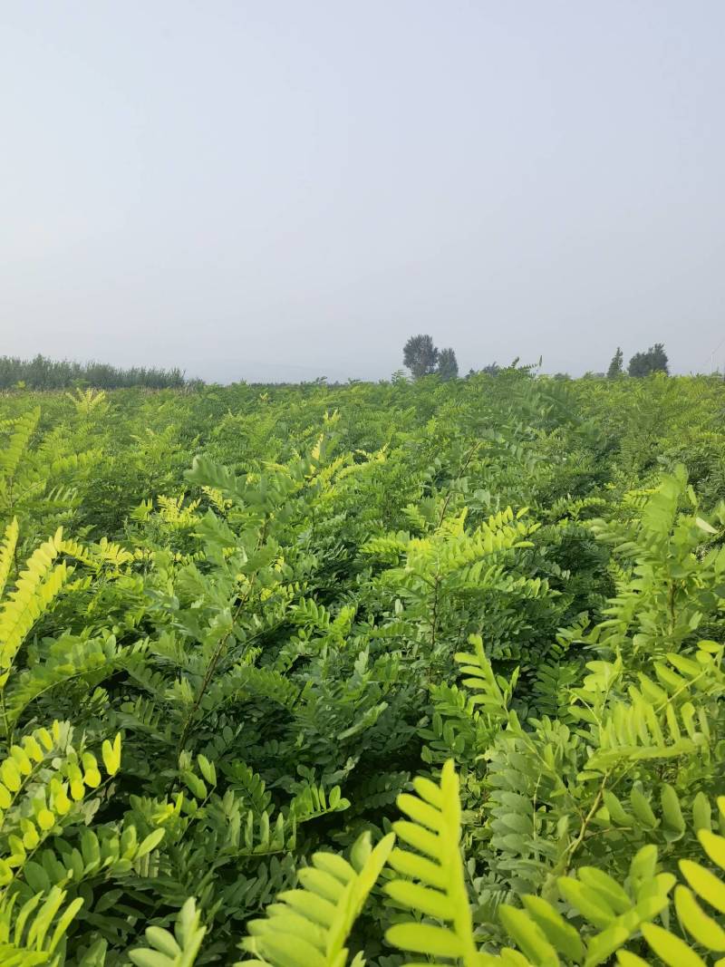 刺槐苗，1米以上，点5公分以上的，1年刺槐树苗
