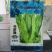 卡罗琳油麦菜种子四季香油麦菜菜园农庄种植香油麦菜四季播种