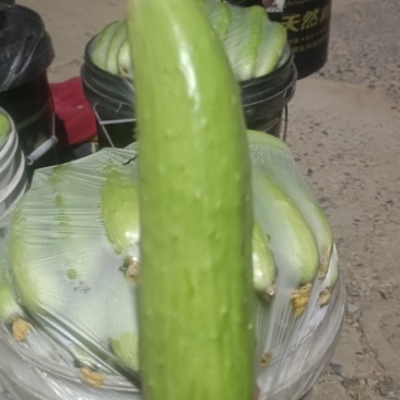 海阳白玉黄瓜