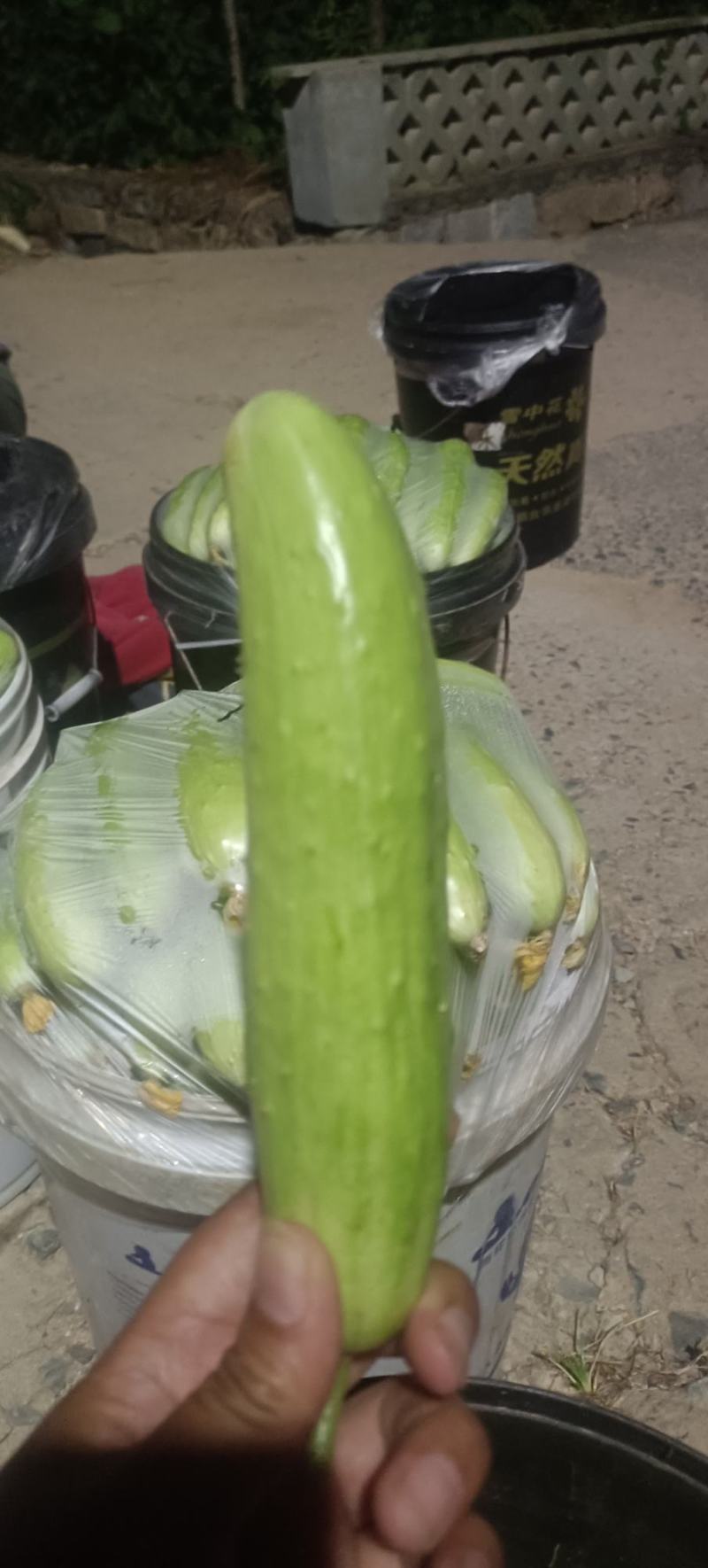 海阳白玉黄瓜