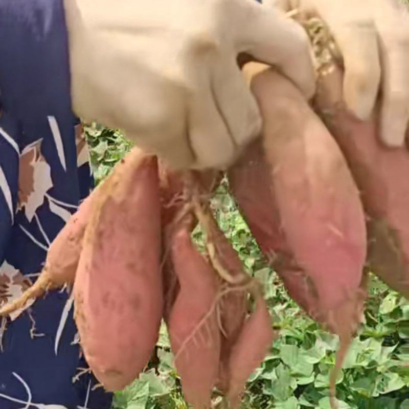 蜜薯